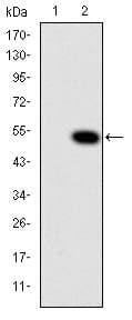 CRK Antibody (clone 3G11C1)