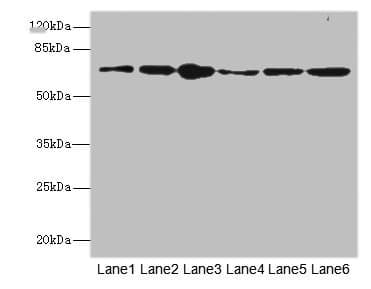 FZD3 / Frizzled 3 Antibody