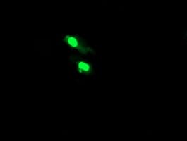 TRMT2A Antibody (clone OTI1C3)