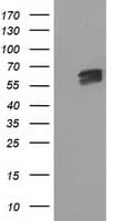 EXD1 Antibody (clone OTI1A2)