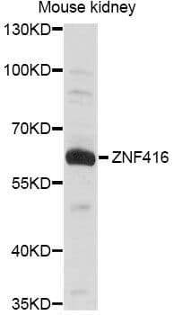 ZNF416 Antibody