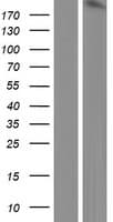 ARHGEF5 Protein (Over-Expression Lysate Myc-DDK (Flag))