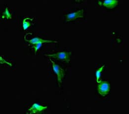 PRG2 / Proteoglycan 2 Antibody