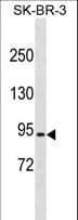 RFWD2 / COP1 Antibody (aa672-701)