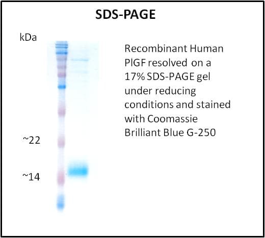 Human PGF / PLGF Protein (Recombinant)