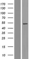 WDR21A / DCAF4 Protein (Over-Expression Lysate Myc-DDK (Flag))