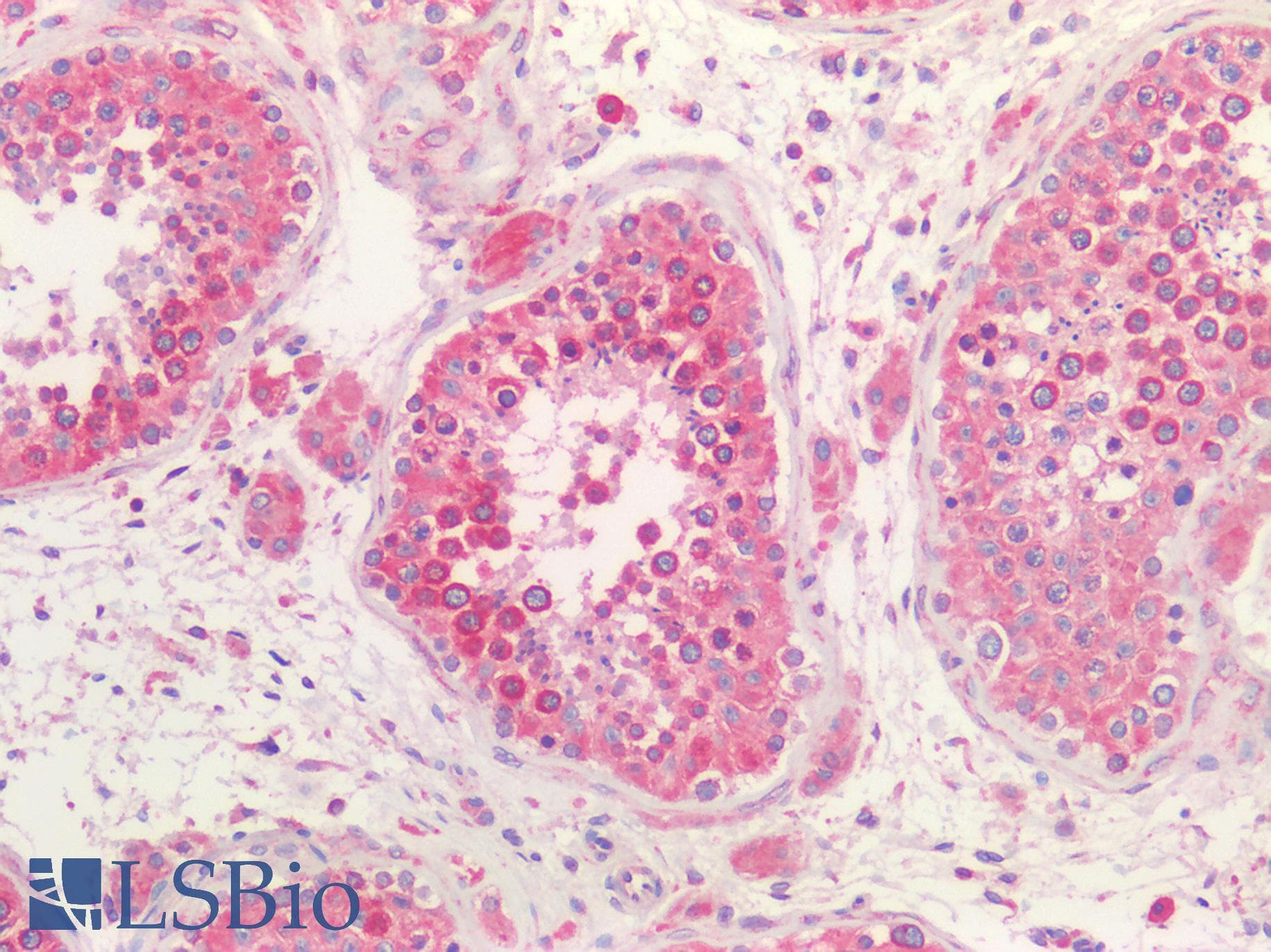 PathPlus™ Polyclonal Goat anti-Human CANX / Calnexin Antibody (aa200-250, IHC, IF, WB)