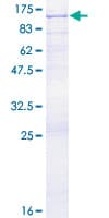 Human CENTB1 / ACAP1 Protein (Recombinant GST)