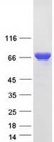 Human FUBP1 Protein (Recombinant Myc-DDK (Flag))