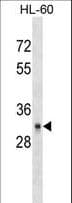 Monoclonal Mouse anti-Human CD40 Antibody (aa247-276, WB)