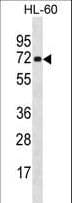 NEI3 / NEIL3 Antibody (aa292-320)
