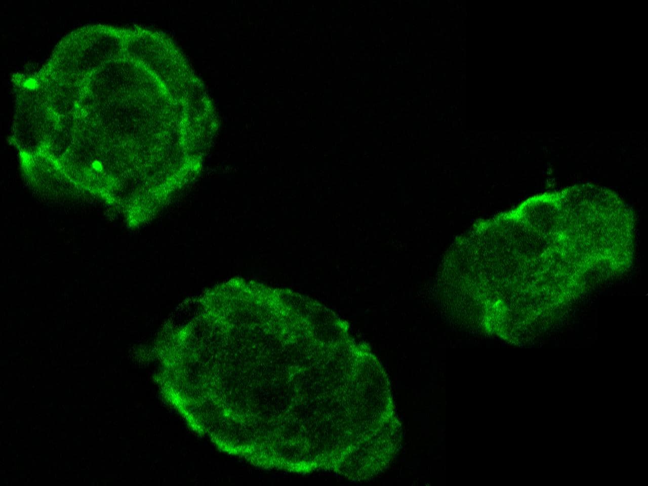 Polyclonal Rabbit anti-Human OCLN / Occludin Antibody (Preservative Free, IF, WB)