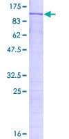 Human ADAR2 / ADARB1 Protein (Recombinant GST)