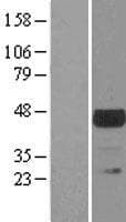 TSSK1B Protein (Over-Expression Lysate Myc-DDK (Flag))
