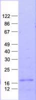 Human LELP1 Protein (Recombinant His, N-Terminal)