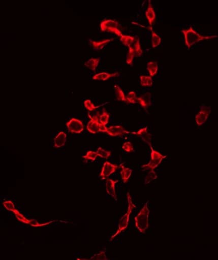 CD247 / CD3 Zeta Antibody