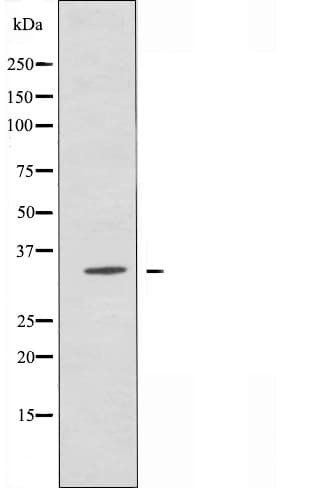 OR2C1 Antibody