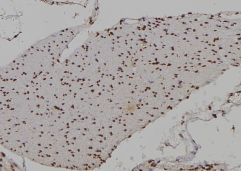 HOXA9 Antibody