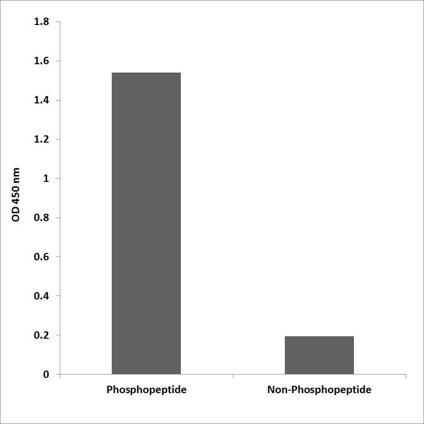 TNS2 / TENC1 Antibody (phospho-Tyr483)