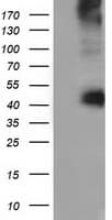 CD80 Antibody (clone OTI2B11)