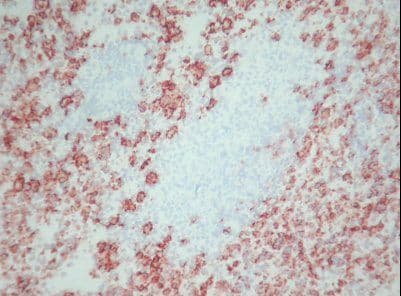 Macrophage Antibody (clone AnP95)