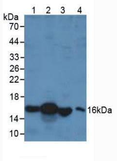 RBP1 / CRBP Antibody (aa2-135)