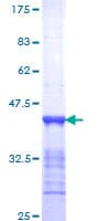 Human CENPF / CENP-F Protein (Recombinant GST, N-terminus)