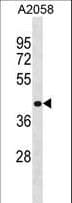 RNF149 Antibody (aa220-249)