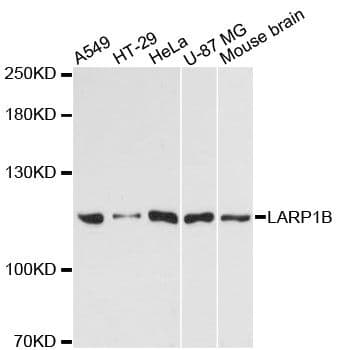 Polyclonal Rabbit anti-Human LARP1B Antibody (WB)