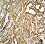 EFHB Antibody (aa1-30)