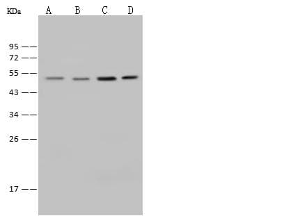 Polyclonal Rabbit anti-Human E2F4 Antibody (IF, WB)