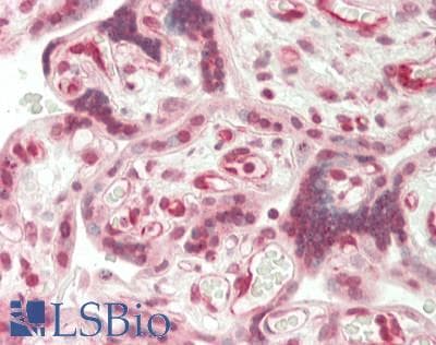IHC-plus™ YWHAH / 14-3-3 Eta Antibody (aa50-100)