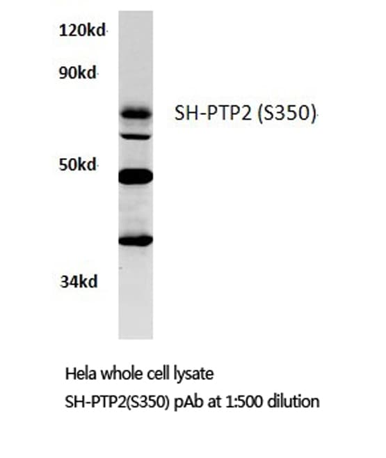 PTPN11 / SHP-2 / NS1 Antibody (Ser350)