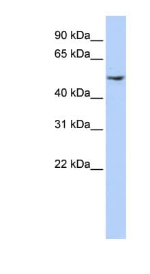 Polyclonal Rabbit anti-Human Dynactin 2 / Dynamitin Antibody (N-Terminus, WB)