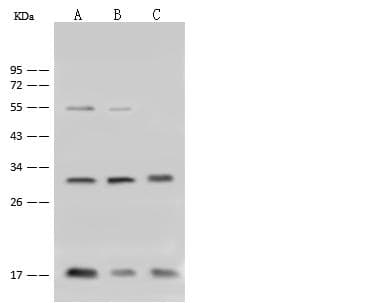 Polyclonal Rabbit anti-Human COXIV / COX4 Antibody (Preservative Free, IHC, WB)