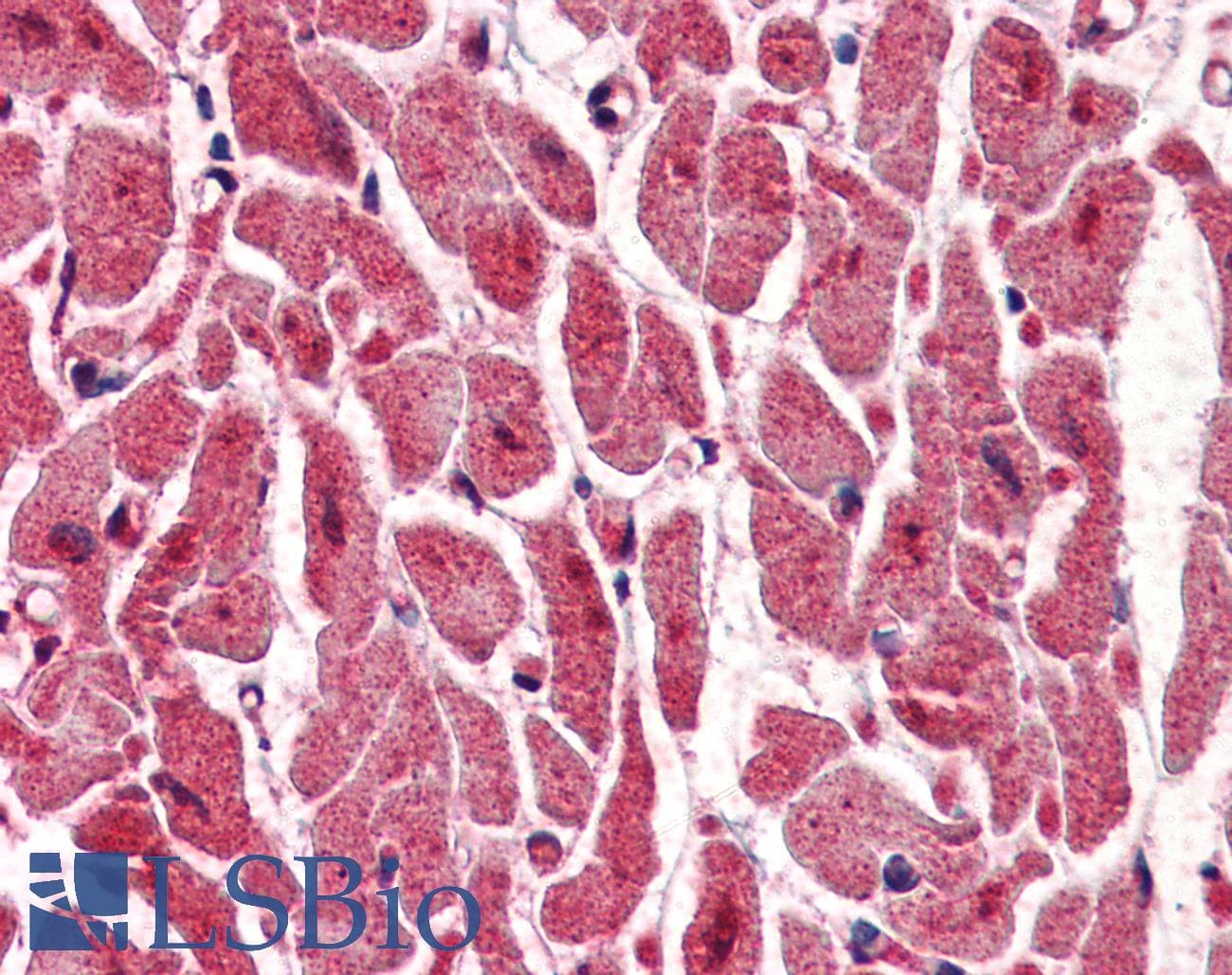 IHC-plus™ PPM1G Antibody (aa317-546, clone K1G6)