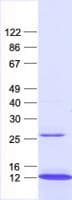 Human RPP14 Protein (Recombinant His, N-Terminal)
