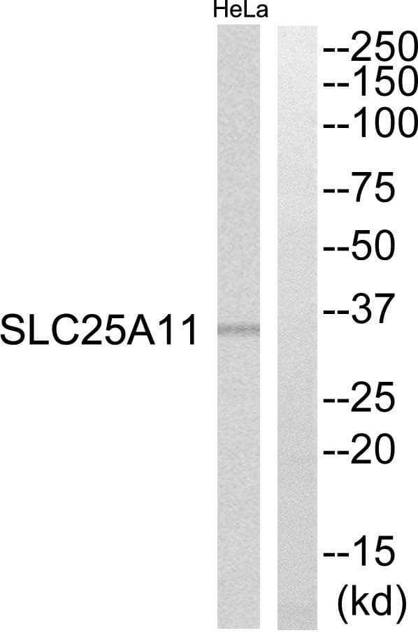 SLC25A11 Antibody