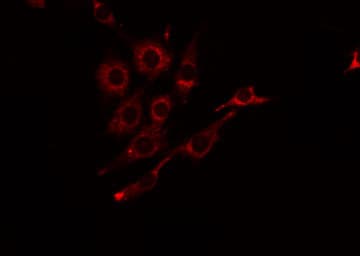 CD157 Antibody