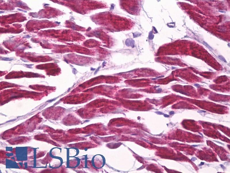 IHC-plus™ FOXD3 Antibody (aa211-260)