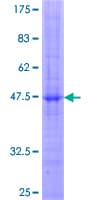 Human KLRC1 / NKG2A / CD159a Protein (Recombinant GST)