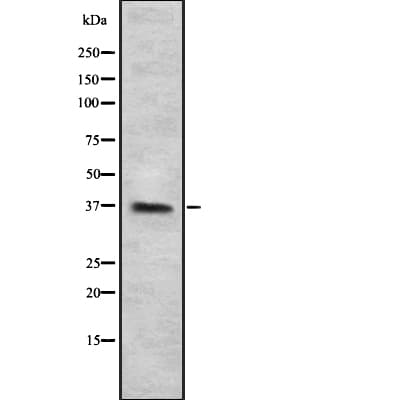 CD7 Antibody