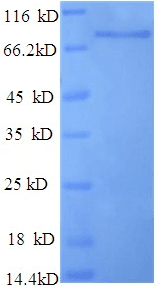 Rat DPP6 / Dipeptidylpeptidase 6 Protein (Recombinant His)