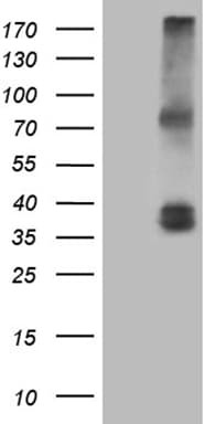 IL12A / p35 Antibody (aa57-253, clone OTI1G5)