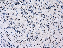 Monoclonal Mouse anti-Human ID3 Antibody (clone OTI12C7, IHC, IF, WB)