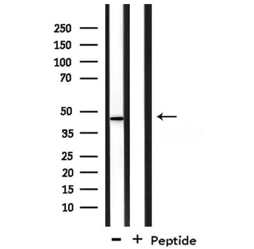 GORASP1 / GRASP65 Antibody