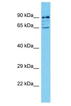 DET1 Antibody (aa161-210)