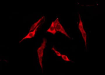 T2R13 / TAS2R13 Antibody