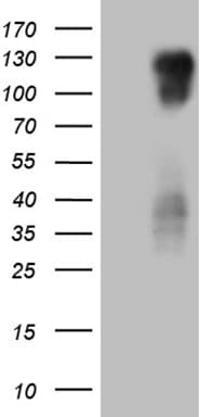 PODXL2 / Endoglycan Antibody (aa366-486, clone OTI7E1)