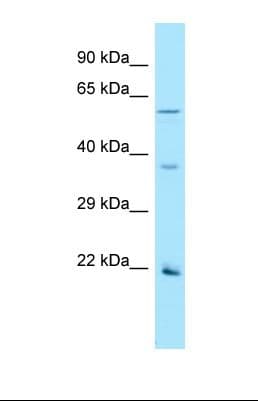 OR2AG1 Antibody (aa211-260)
